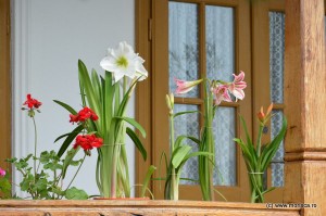 Bucuresti_Manastirea_Pasarea_crini_infloriti