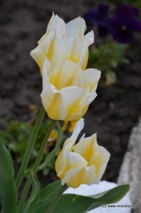 Bucuresti_Manastirea_Pasarea_lalele_albe