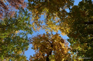 Parcul Herastrau Bucuresti toamna