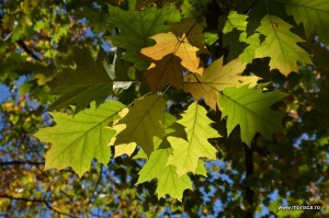Parcul Herastrau Bucuresti toamna