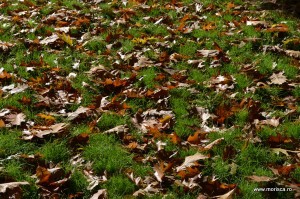 Parcul Herastrau Bucuresti toamna