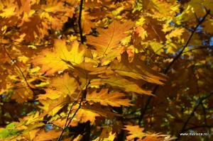 Parcul Herastrau Bucuresti toamna