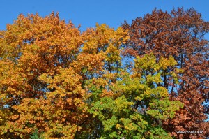 Parcul Herastrau Bucuresti toamna