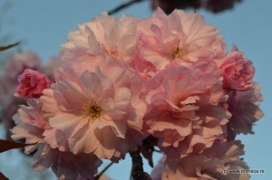 Bucuresti_flori_de_cires