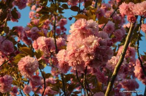 Bucuresti_flori_de_cires_2