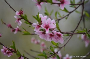 Bucuresti_flori_de_piersic