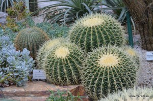 Sere flori gradina botanica Nymphenburg in Munchen 