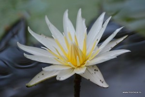 Sere flori gradina botanica Nymphenburg in Munchen 