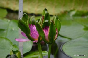 Sere flori gradina botanica Nymphenburg in Munchen 
