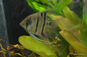 Sere flori gradina botanica Nymphenburg in Munchen 