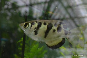 Sere flori gradina botanica Nymphenburg in Munchen 