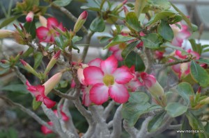 Sere flori gradina botanica Nymphenburg in Munchen 