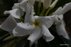 Sere flori gradina botanica Nymphenburg in Munchen 