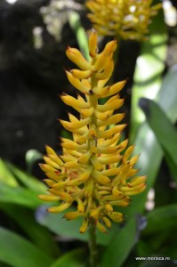 Sere flori gradina botanica Nymphenburg in Munchen 