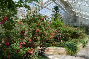 Sere flori gradina botanica Nymphenburg in Munchen 