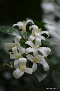 Sere flori gradina botanica Nymphenburg in Munchen 
