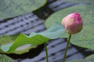 Sere flori gradina botanica Nymphenburg in Munchen 