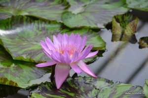 Sere flori gradina botanica Nymphenburg in Munchen 