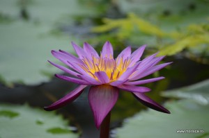 Sere flori gradina botanica Nymphenburg in Munchen 