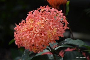 Sere flori gradina botanica Nymphenburg in Munchen 