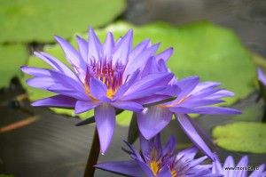 Sere flori gradina botanica Nymphenburg in Munchen 