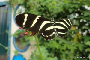 Fluturi la Natural History Museum Londra