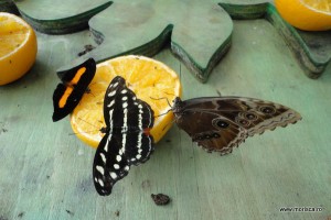 Fluturi la Natural History Museum Londra