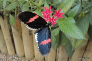 Fluturi la Natural History Museum Londra