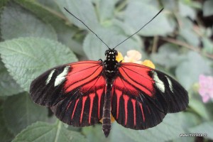 Fluturi la Natural History Museum Londra