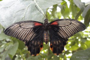 Fluturi la Natural History Museum Londra