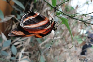 Fluturi la Natural History Museum Londra