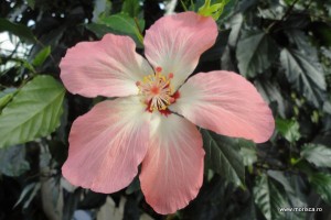 Kew Gardens Gradina Botanica Londra