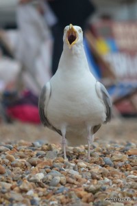 Marea_Britanie_Brighton_Pier_16