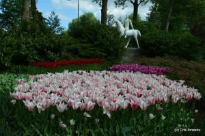 Lalele inflorite parcul Keukenhof Olanda