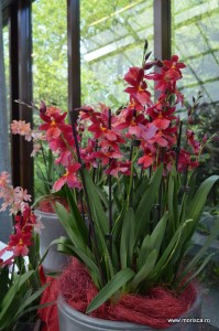 Expozitie de orhidee la Keukenhof, Olanda