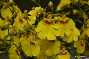 Expozitie de orhidee la Keukenhof, Olanda