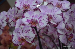 Expozitie de orhidee la Keukenhof, Olanda