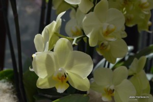 Expozitie de orhidee la Keukenhof, Olanda