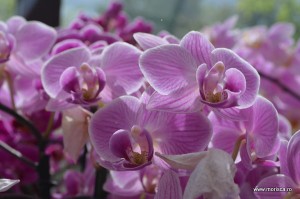 Expozitie de orhidee la Keukenhof, Olanda