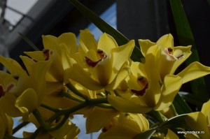 Expozitie de orhidee la Keukenhof, Olanda