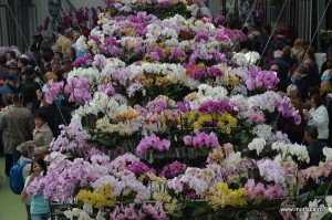 Expozitie de orhidee la Keukenhof, Olanda