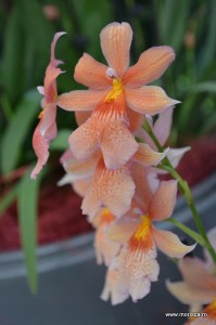 Expozitie de orhidee la Keukenhof, Olanda