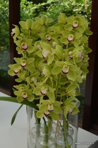 Expozitie de orhidee la Keukenhof, Olanda