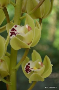 Expozitie de orhidee la Keukenhof, Olanda