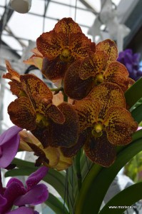 Expozitie de orhidee la Keukenhof, Olanda