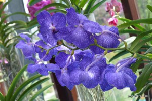 Expozitie de orhidee la Keukenhof, Olanda