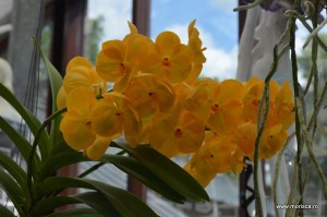 Expozitie de orhidee la Keukenhof, Olanda