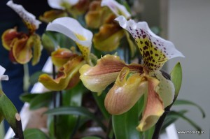 Expozitie de orhidee la Keukenhof, Olanda