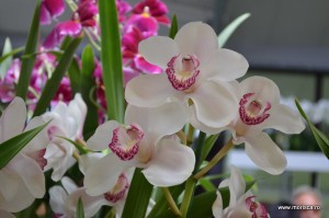 Expozitie de orhidee la Keukenhof, Olanda