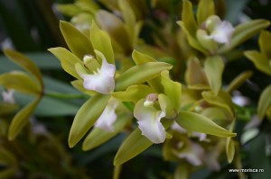 Expozitie de orhidee la Keukenhof, Olanda